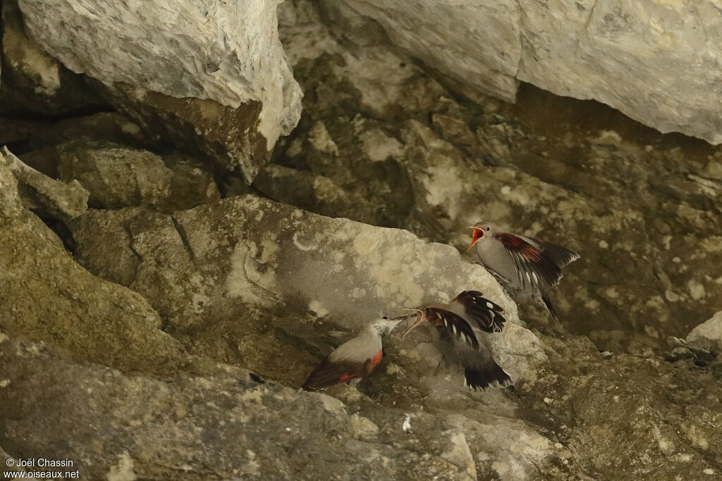 Wallcreeper, identification