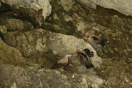 Wallcreeper