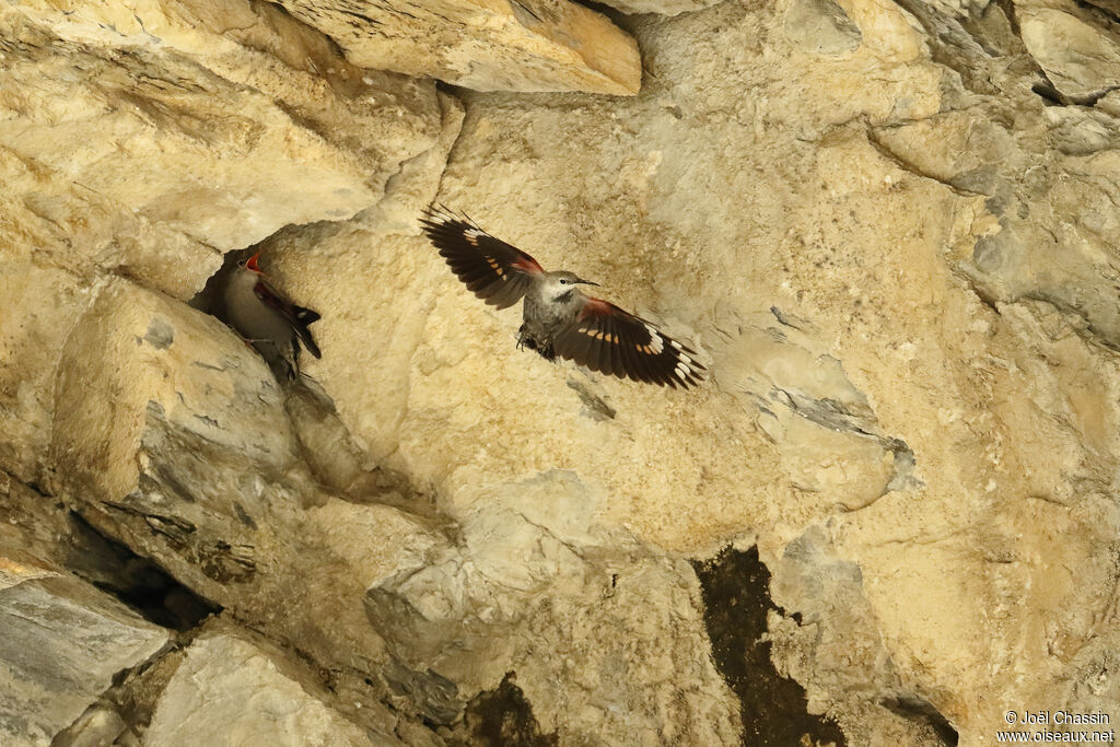 Wallcreeper, identification