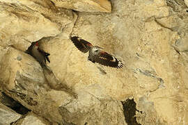 Wallcreeper