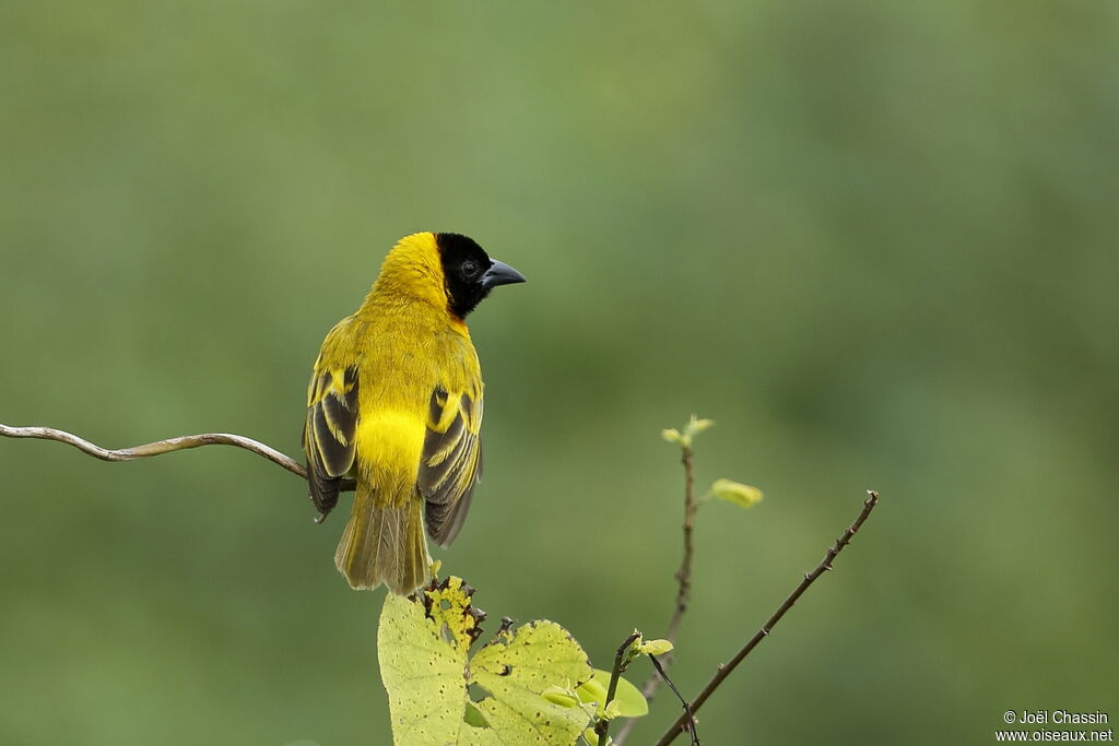 Tisserin à tête noire, identification