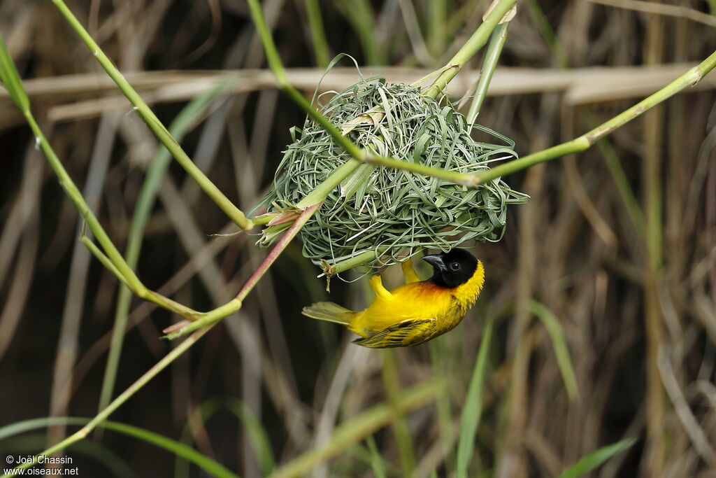 Black-headed Weaver, identification