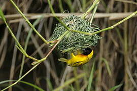 Black-headed Weaver