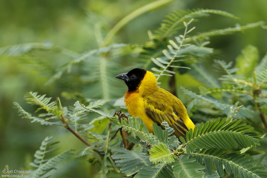 Black-headed Weaver, identification