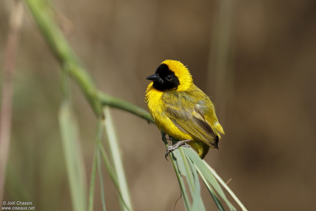 Tisserin de Pelzeln mâle, identification