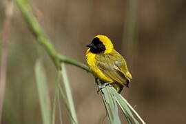 Slender-billed Weaver