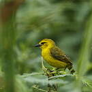 Tisserin de Pelzeln