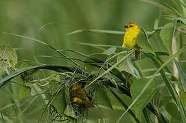 Slender-billed Weaver