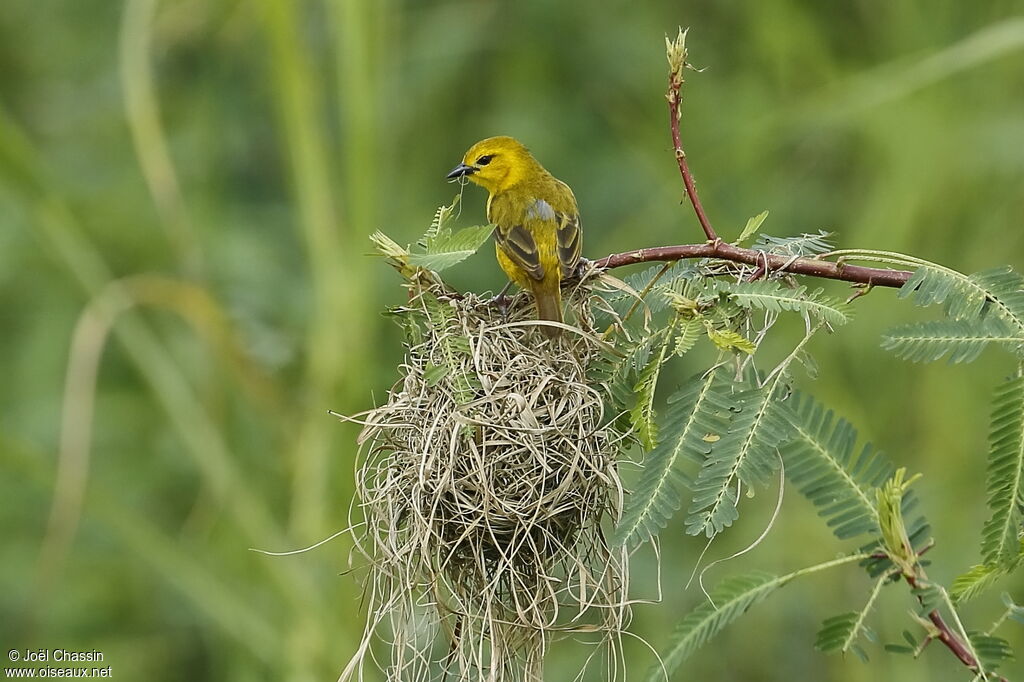 Tisserin de Pelzeln, identification