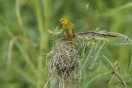 Slender-billed Weaver