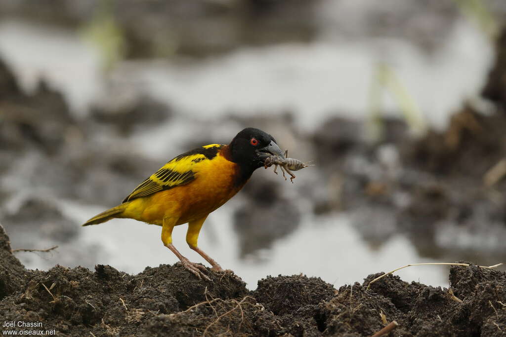 Village Weaver male adult breeding, feeding habits, eats