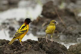 Village Weaver