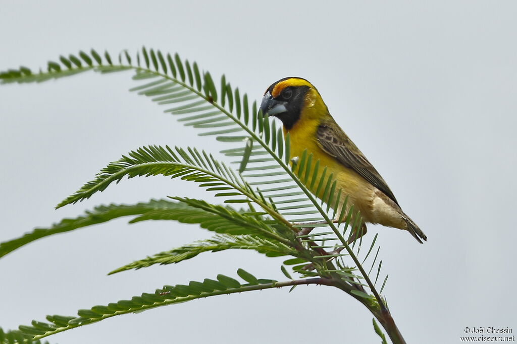 Compact Weaver, identification