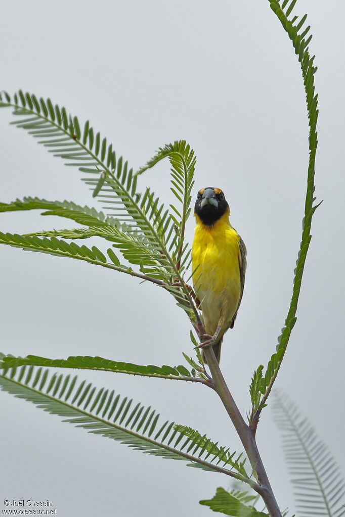 Compact Weaver, identification