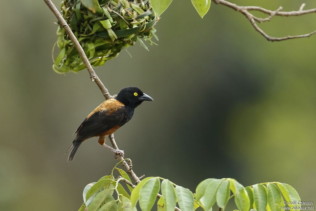 Chestnut-and-black Weaver, identification