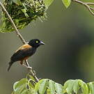 Tisserin noir et marron