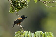 Tisserin noir et marron