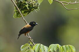 Chestnut-and-black Weaver