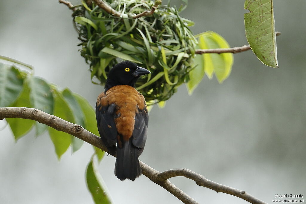 Chestnut-and-black Weaver, identification