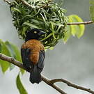 Tisserin noir et marron
