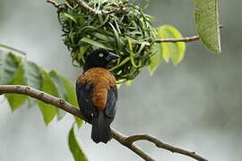 Chestnut-and-black Weaver