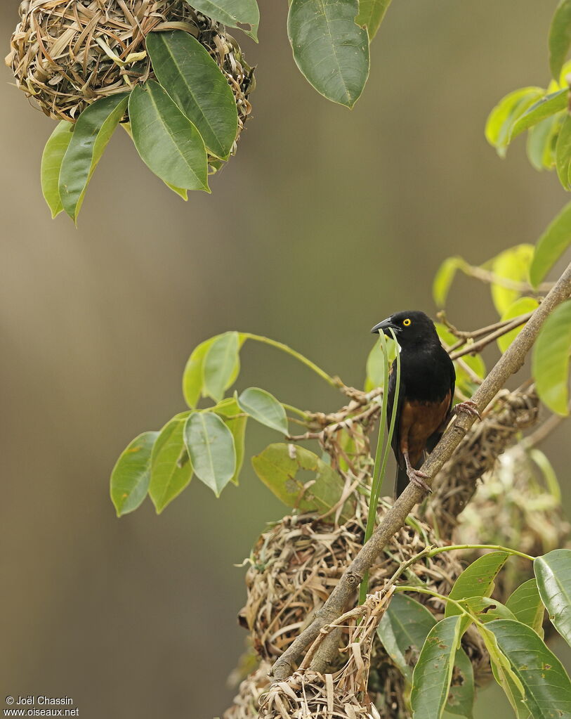 Chestnut-and-black Weaver, identification, Reproduction-nesting