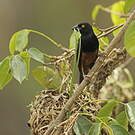 Tisserin noir et marron