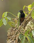 Tisserin noir et marron