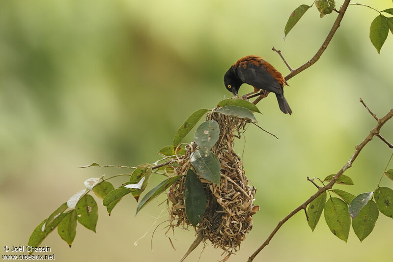 Chestnut-and-black Weaver, identification, Reproduction-nesting