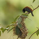 Tisserin noir et marron
