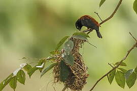 Chestnut-and-black Weaver