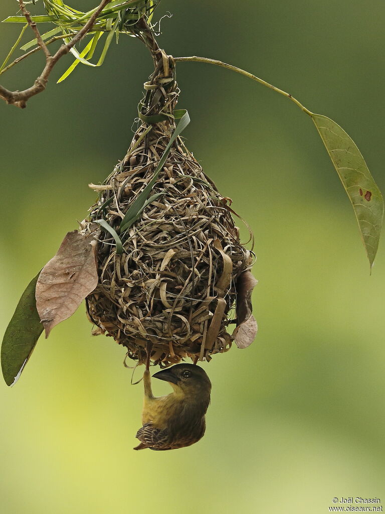 Chestnut-and-black Weaver female