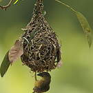 Tisserin noir et marron