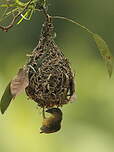 Tisserin noir et marron