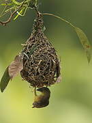 Chestnut-and-black Weaver