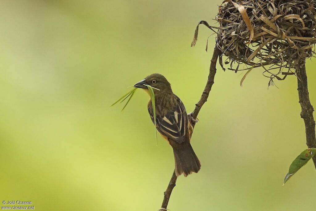 Tisserin noir et marron femelle, identification