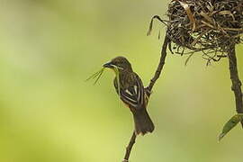 Chestnut-and-black Weaver