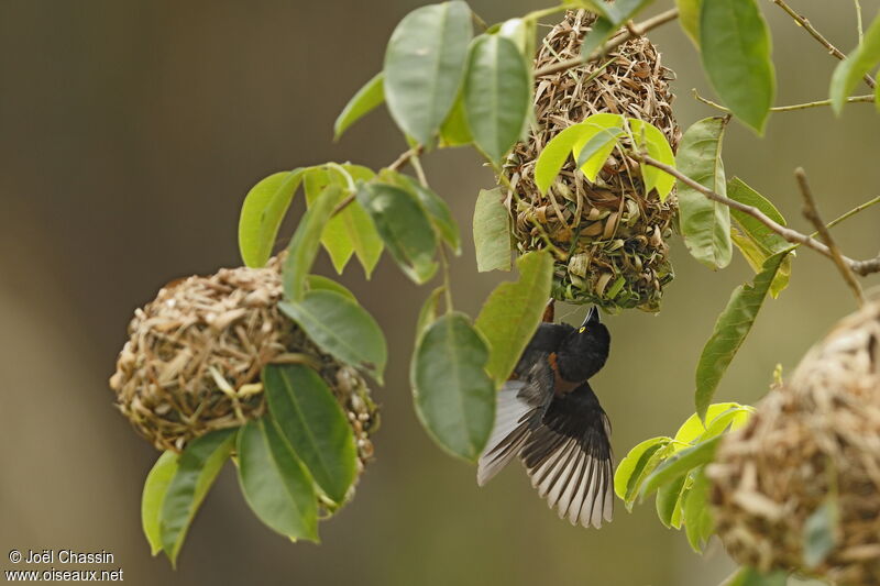 Chestnut-and-black Weaver male adult, identification, Reproduction-nesting, Behaviour