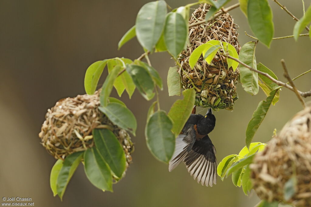 Tisserin noir et marron mâle adulte, identification, Nidification, Comportement