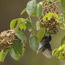 Tisserin noir et marron