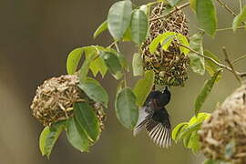 Chestnut-and-black Weaver