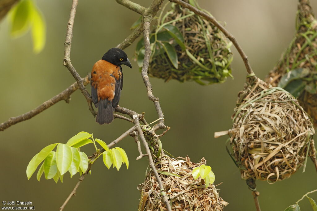 Chestnut-and-black Weaver male adult, identification, pigmentation