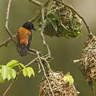 Tisserin noir et marron