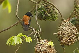 Tisserin noir et marron