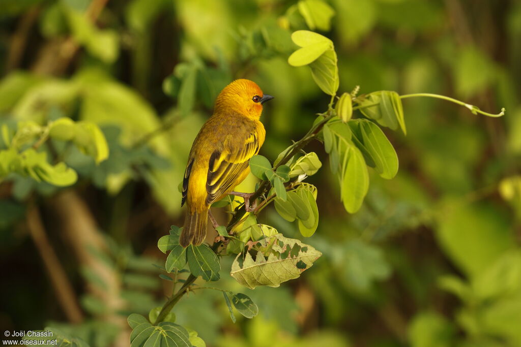 Orange Weaver, identification