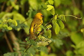 Orange Weaver