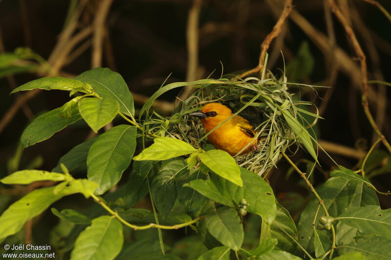 Orange Weaver, identification, Reproduction-nesting