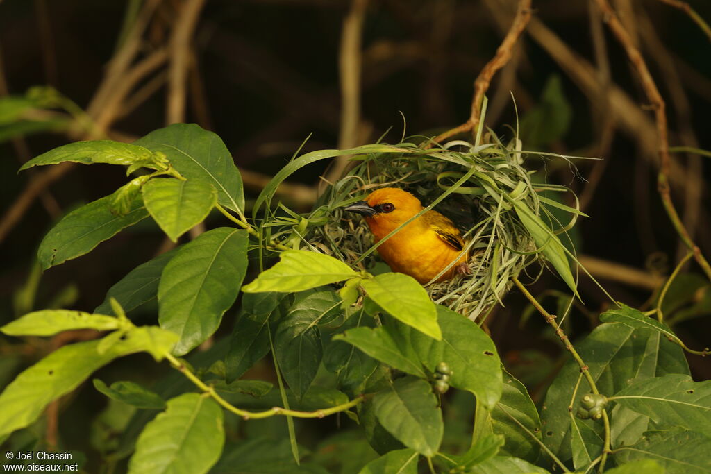 Tisserin orangé, identification, Nidification