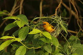 Orange Weaver