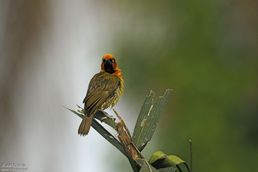 Olive-naped Weaver, identification